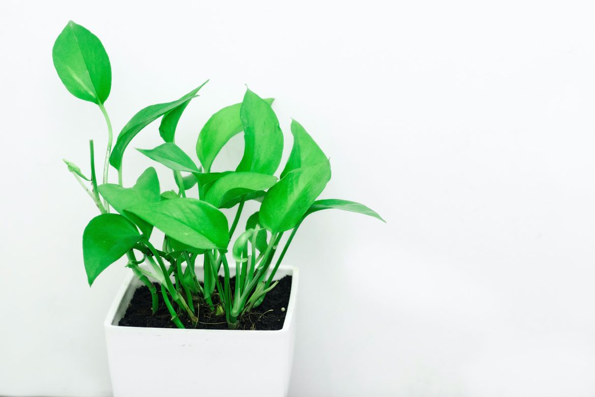 25 Hardtokill Indoor Plants for Your Home My Modern Cave